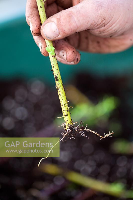Boutures de feuillus de Cornus - Cornouiller - lorsqu'elles montrent des signes de croissance (en suivant l'automne), renverser et replanter les plantes individuelles
