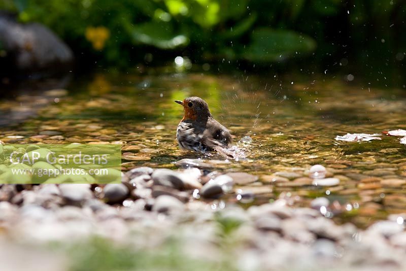 Robin se baignant dans l'étang