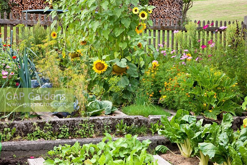 Entouré d'une clôture en bois, de fleurs et de légumes dans un jardin d'agriculteur allemand - Cosmos, Helianthus annuus, Allium porrum, Tagetes, Zinnia, Chards et Dill