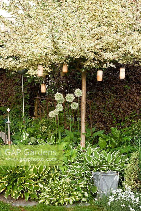 Un parterre de fleurs vert-blanc avec Cerastium, Hosta et Lonicera sous un Acer campestre 'Kardinal' formé comme standard. De petites lanternes pendent aux branches.