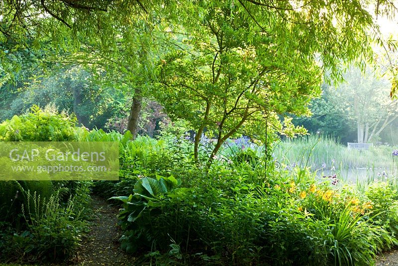 Jardin boisé avec un chemin paillé vers un étang de jardin. Les plantes comprennent Hemerocallis, Matteucia struthiopteris, Rodgersia podophylla, Salix alba 'Tristis' et Tellima grandiflora