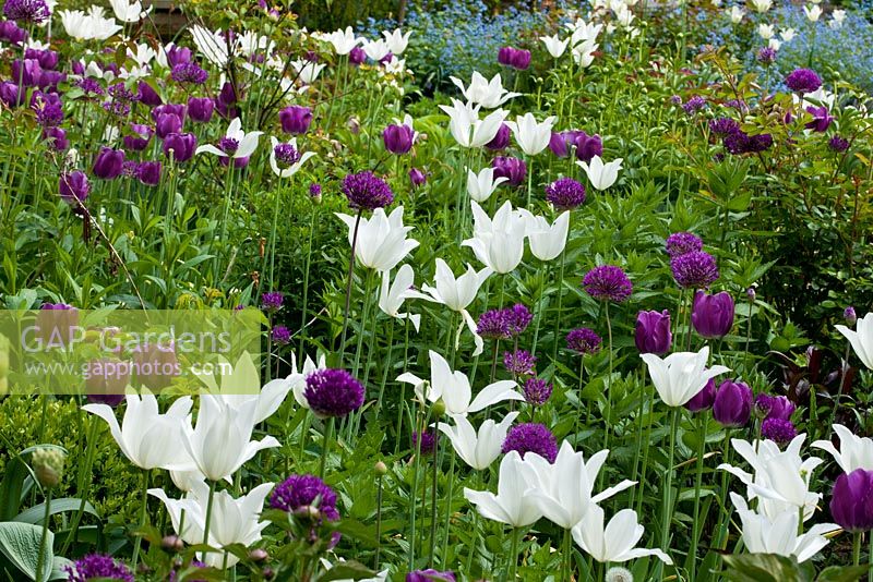 Détail de printemps d'un parterre de Tulipa 'Negrita' et Tulipa 'White Triumphator' - Jens Ti8ppel