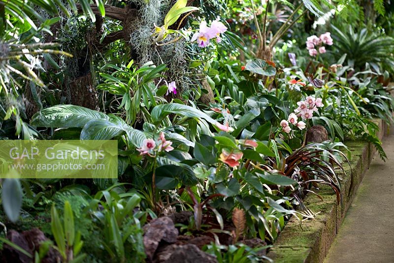 Jardim Orquidea, Madère - Cymbidiums, Anthuriums, Cattleya 'Pamela Hetherington '