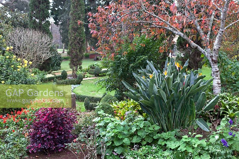 Parterres de fleurs avec Iresine herbstii, Strelitzia reginae et Salvia splendens - Quinta Palheiro, Funchal, Madère, décembre