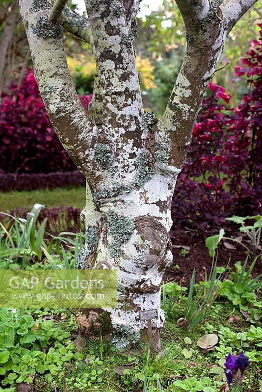 Magnolia alba avec Iresine herbstii, Madère