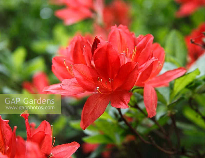 Rhododendron 'Hugo Hardijzer'