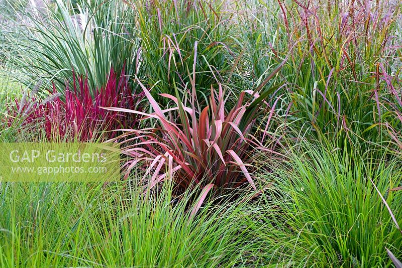 Phormium 'Jester', Pennisetum 'Cassian's Choice' et Panicum 'Rehbraun'