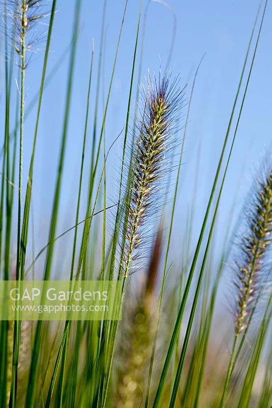 Pennisetum 'Cassian's Choice' - Farrs, Dorset