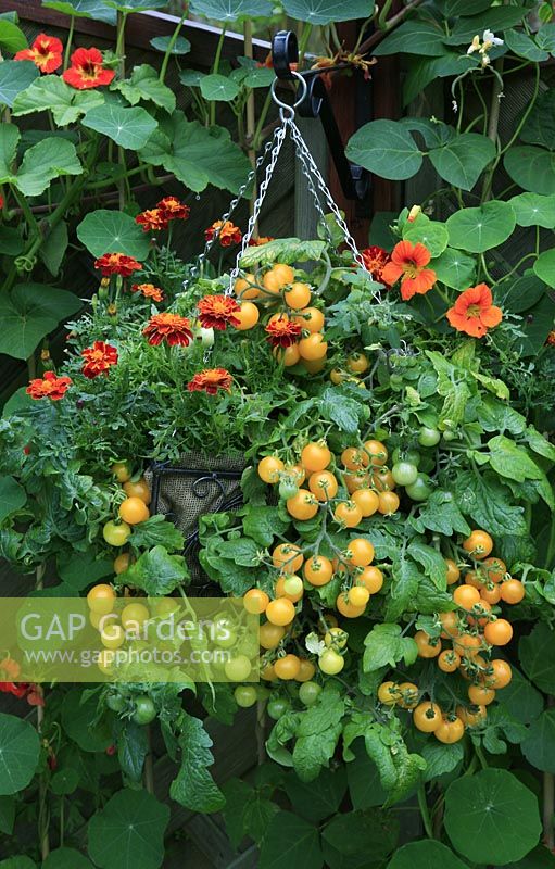 Panier suspendu doublé de toile de jute planté de tomates 'Balconi Yellow' et d'aleurodes dissuadant les Tagetes - Marigolds français, accroché à une clôture où poussent des haricots et des capucines
