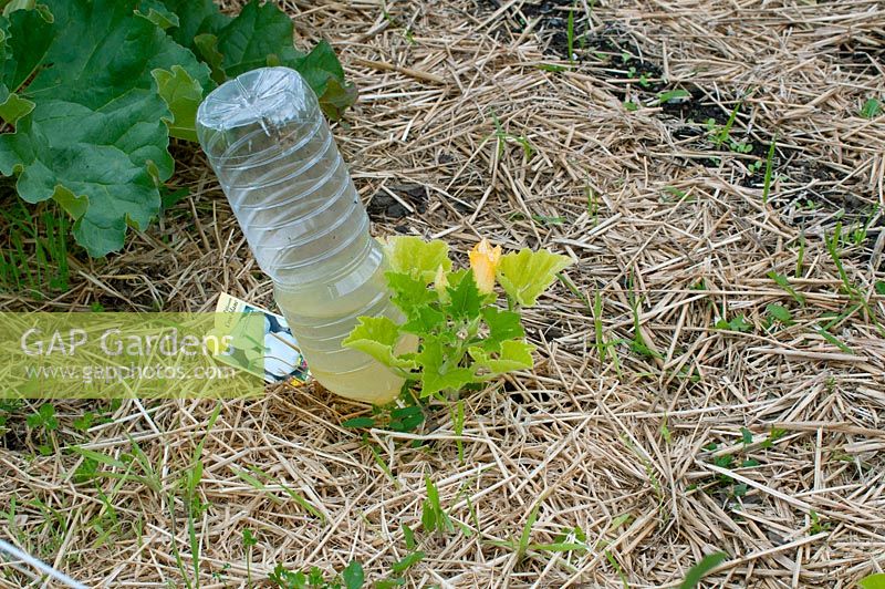 Bouteille en plastique réutilisée utilisée comme système d'arrosage goutte à goutte dans un jardin potager