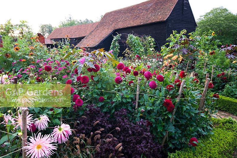 Parterre de fleurs officiel de Dahlias et annuelles, y compris Dahlia 'Downham Royal' avec grange en arrière-plan - Ulting Wick, Essex
