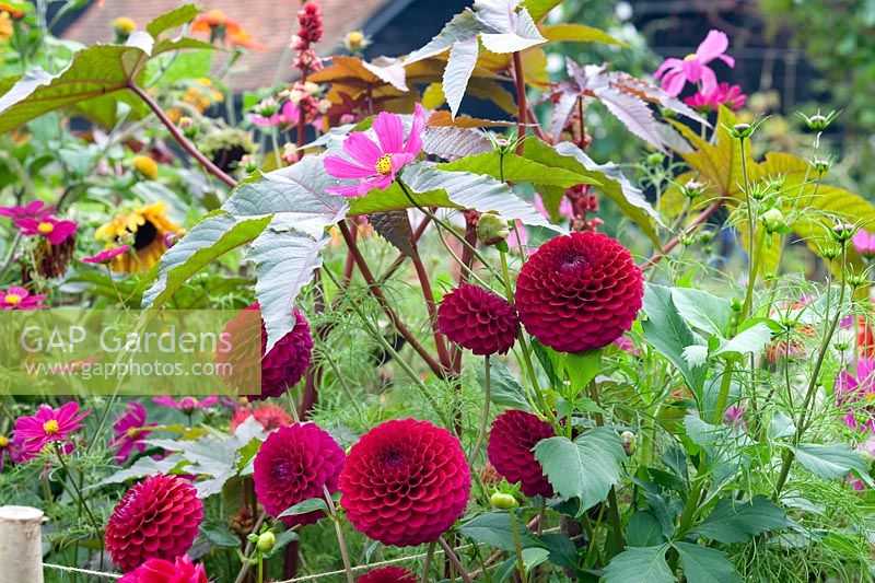 Dahlia 'Downham Royal' avec Cosmos en parterre de fleurs