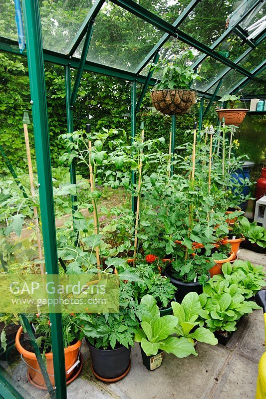 Voir en serre avec des plants de tomates en pots avec des Tagetes cultivés comme plantes compagnes. Des plants de tabac attendent d'être plantés à l'extérieur - The Rowans, Threapwood, Cheshire.