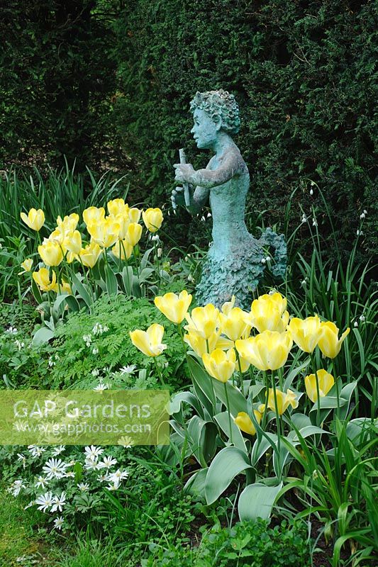 Statue Pan en parterre de Tulipa avec Anémone blanda 'White Splendor' à côté de Haie d'If - Coton Manor, Northamptonshire.