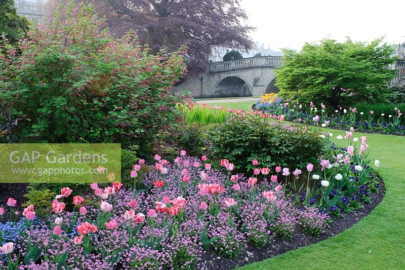Annuelles de printemps avec Tulipa et Myosotis - Oubliez-moi - Jardin Clare College Fellows ', Cambridge.
