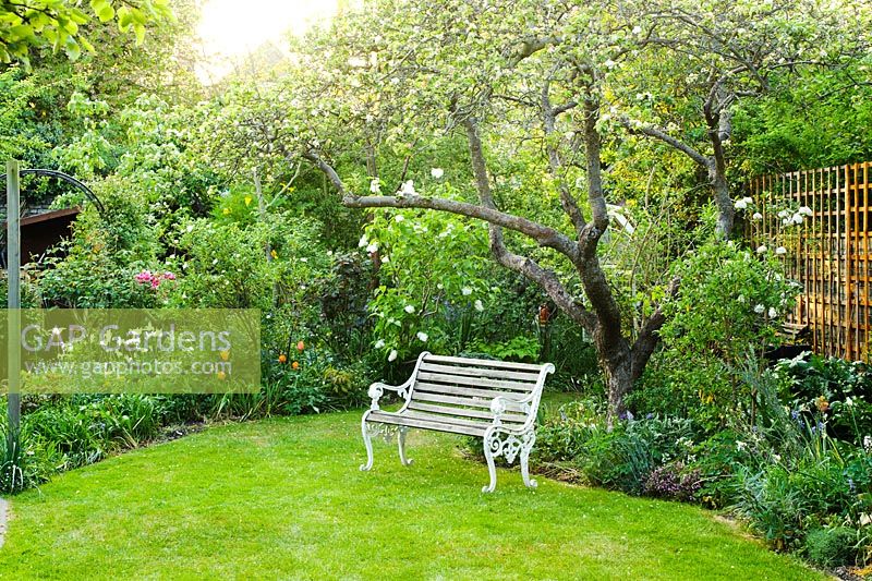 Un coin de jardin avec pelouse, ancien pommier avec accessoire en bois, siège de jardin et parterres de fleurs et parterres intensément plantés - Meredith Lloyd-Evans, Barnabas Road, Cambridge.