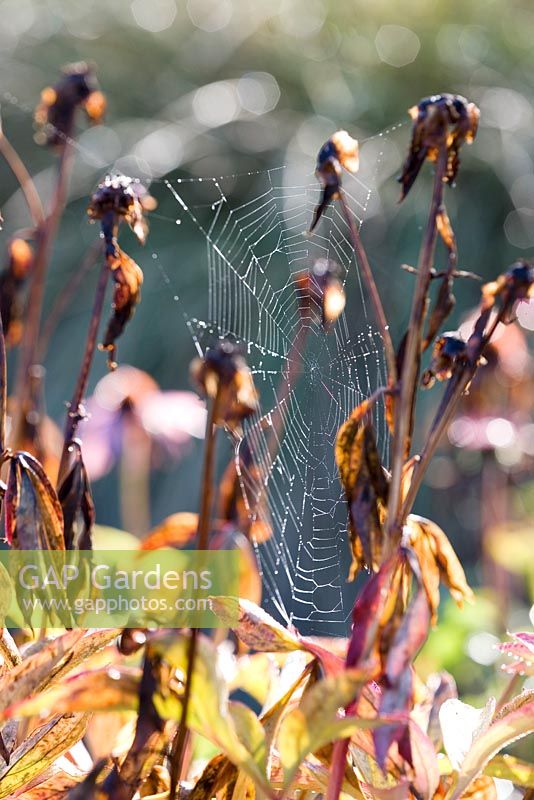 Graines de pivoine avec toiles d'araignées - octobre