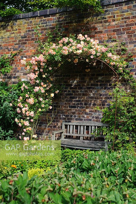Rosa 'Phyllis Bide' entraînée sur un arc sur un banc en bois - Le jardin clos, Benthall Hall, Shropshire