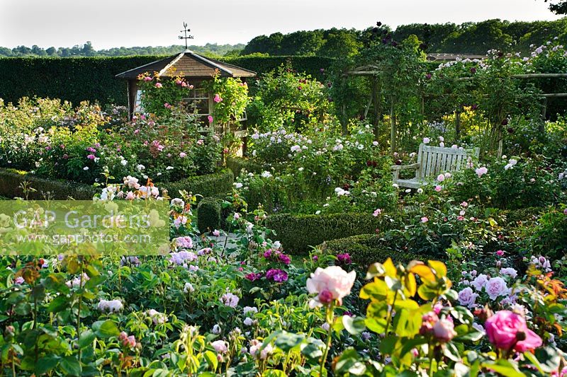 La roseraie anglaise, Town Place Garden, Sussex
