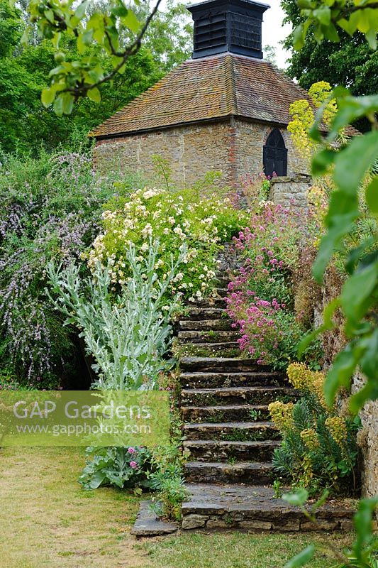 Rosa 'Chardonneret', Onopordum acanthium, Buddleja alternifolia et Centranthus ruber poussant par marches de pierre. Loseley Park, Surrey.