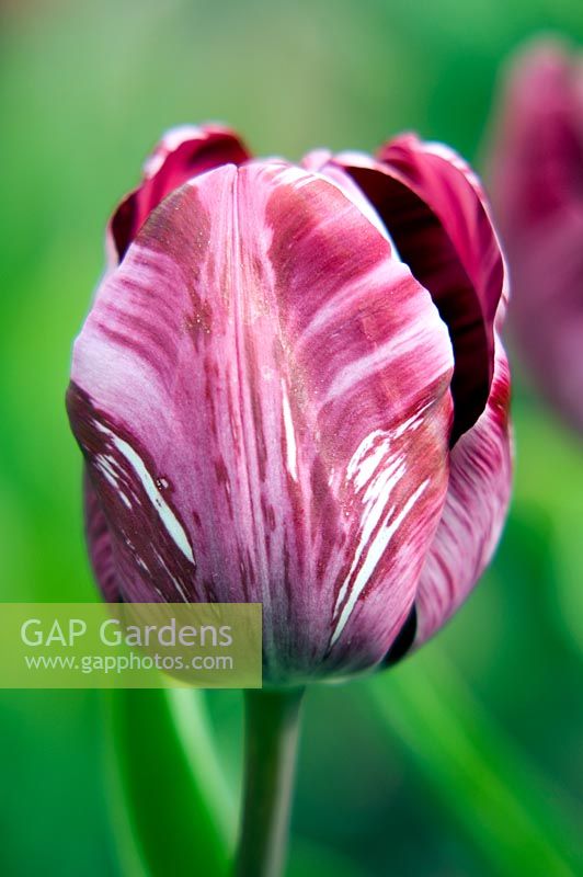 Tulipa 'Salomé'