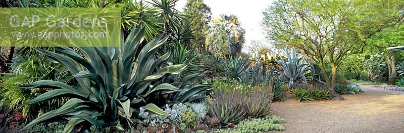 Grand parterre résistant à la sécheresse, y compris l'agave, le yucca, les palmiers et les plantes succulentes - Walnut Creek, Californie, États-Unis