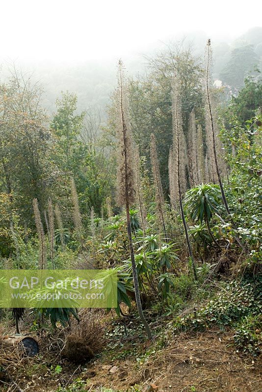 Echium pininana - Echium arboricole poussant sur une colline boisée dans les îles Anglo-Normandes