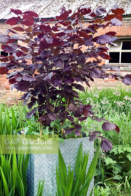 Corylus maxima 'Purpurea' - Noisetier à feuilles violettes poussant dans un pot en métal sous-planté de Crocosmia 'Lucifer'