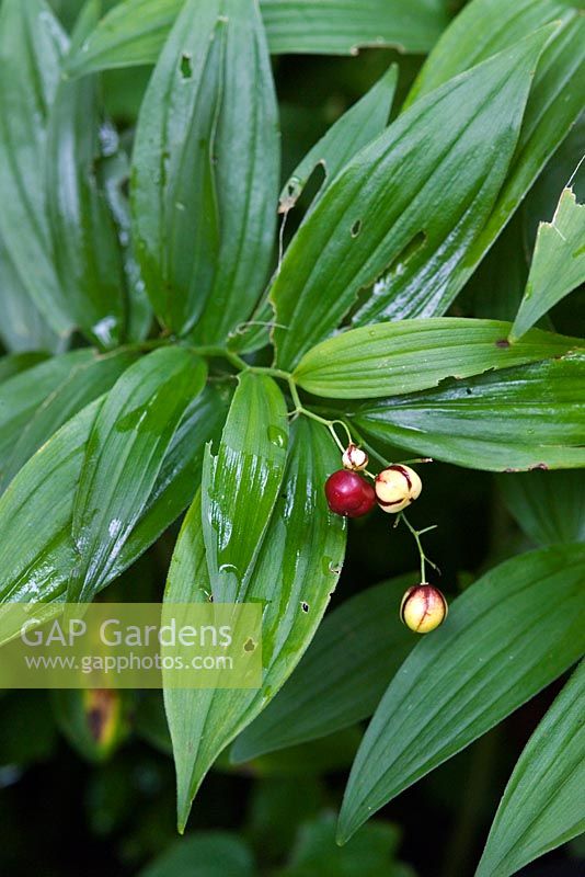 Maianthemum stellatum - fruits en automne