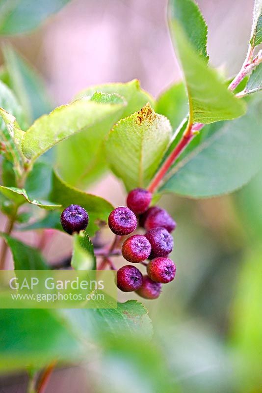 Aronia melanocarpa 'Viking' - Chokeberries