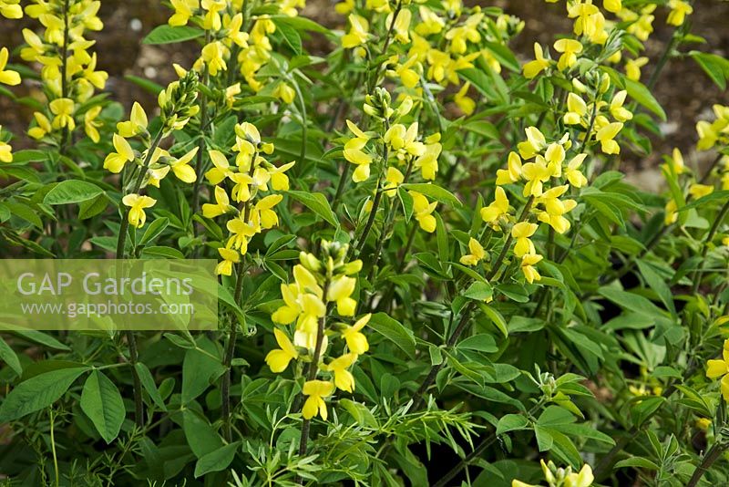 Thermopsis caroliniana - Carolina Lupin