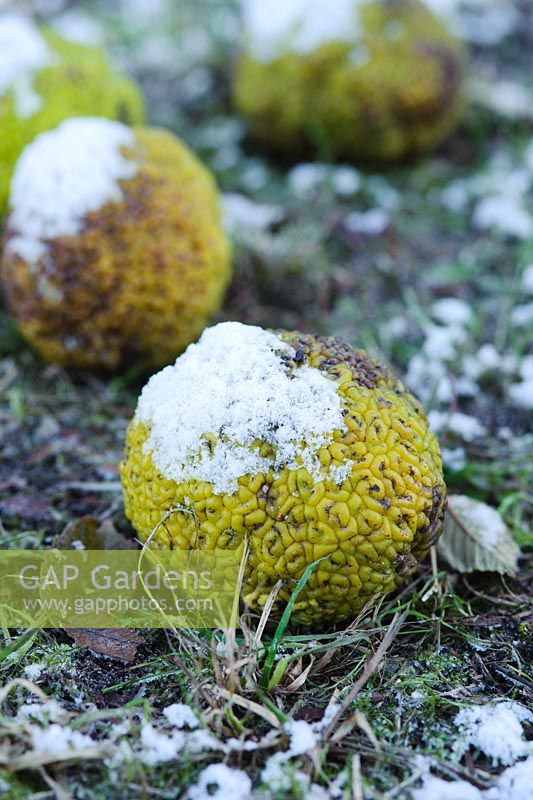 Maclura pomifera - Fruits tombés avec de la neige