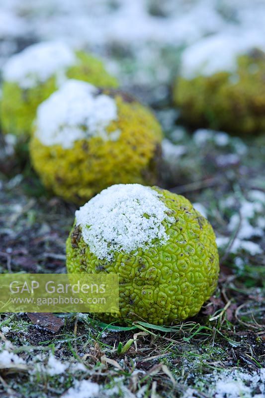Maclura pomifera - Fruits tombés avec de la neige
