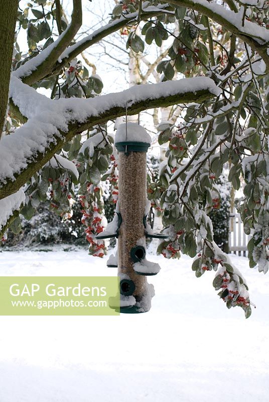 Mangeoire pour oiseaux sur une branche d'un Cotoneaster lacteus couvert de neige à l'entrée avant de Gowan Cottage