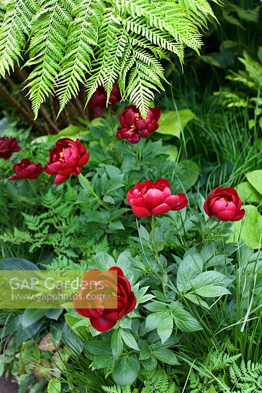 Paeonia 'Buckeye Belle' - 'British Heart Foundation Garden', médaillée d'argent, RHS Chelsea Flower Show 2011