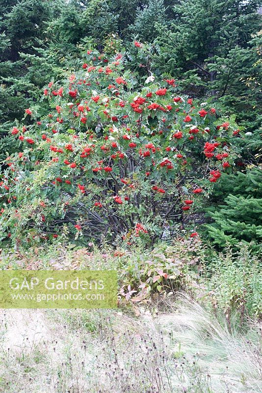 Sorbus decora - Cendre de montagne voyante - Baie de chien, Terre-Neuve