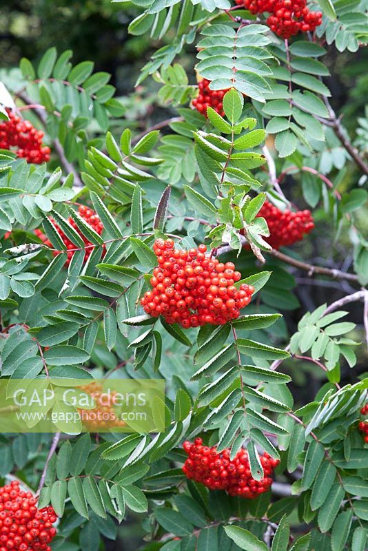 Sorbus decora - Cendre de montagne voyante - Baie de chien, Terre-Neuve
