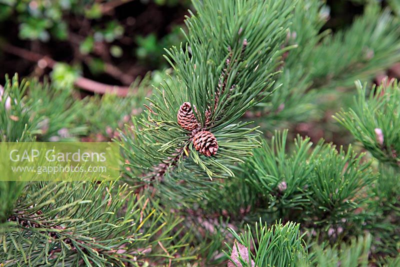 Pinus mugo 'Krauskopf'