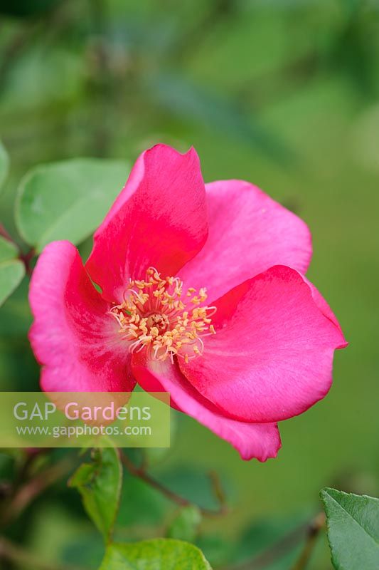Rosa odorata Sanguinea Group, syn. Rosa chinensis 'Sanguinea '