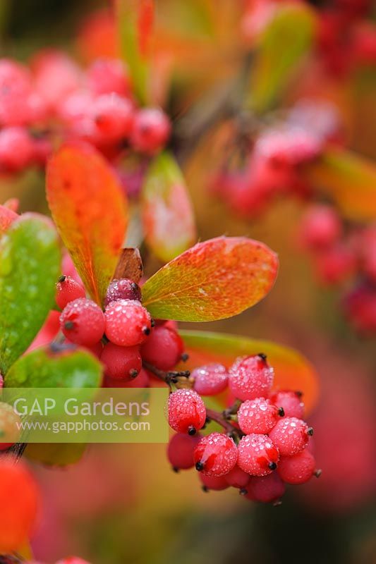 Berberis x carminea baies en automne