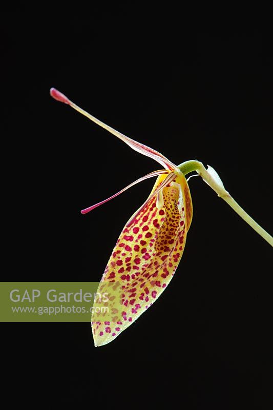 Restrepia 'Citari '. Fleur d'orchidée miniature