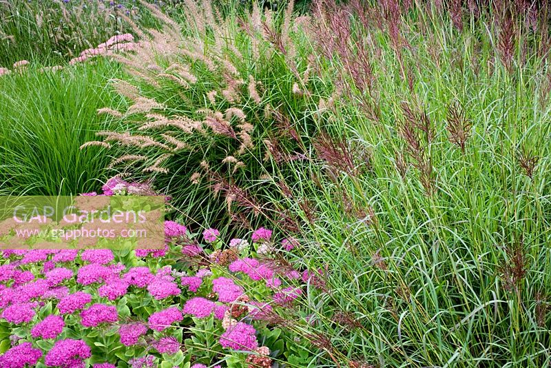 Pennisetum 'Karley Rose', Bothriochloa bladii et Sedum 'Neon' à Knoll Gardens en automne