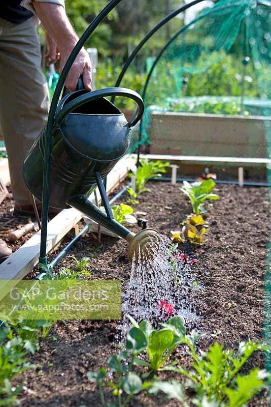 Planter des bouchons de betterave 'Boston' - Arrosez-les. Gardez bien arrosé, surtout par temps sec d'été.