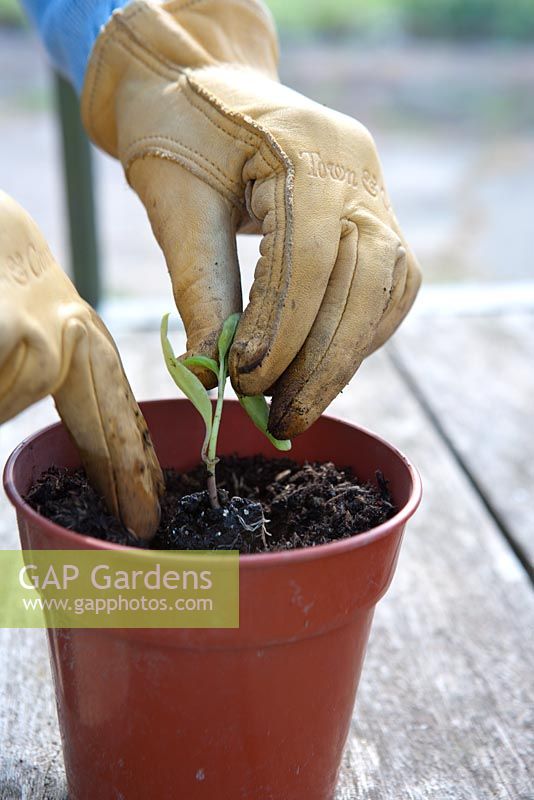Plantation de piment «Etna» - plantez le bouchon dans le trou de plantation. Tenez les feuilles, ne tenez jamais la tige.