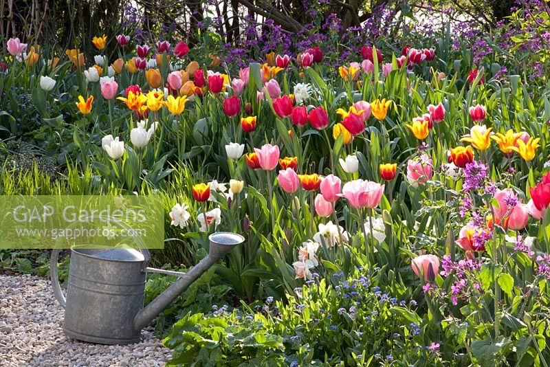Tulipa, Lunaria annua et Brunnera macrophylla - Jardin Imig-Gerold