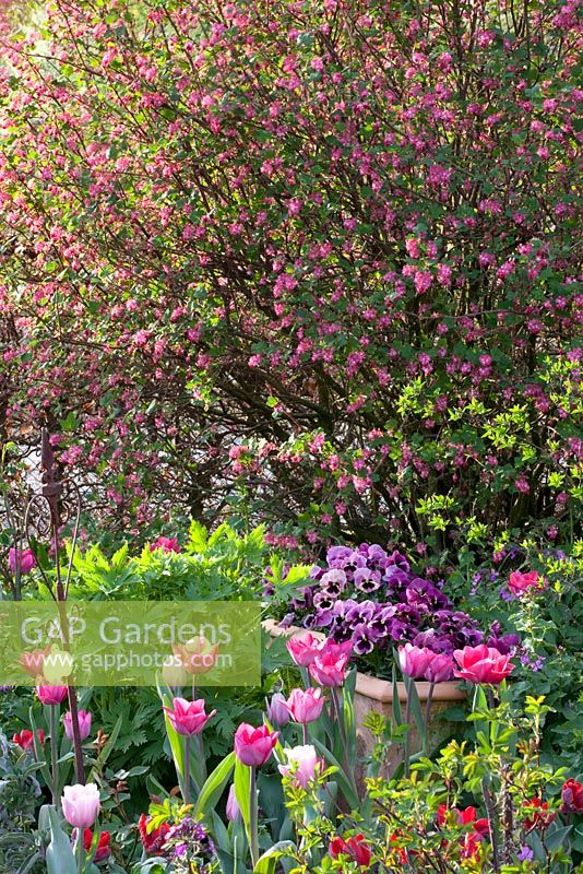 Parterres de Tulipa, Narcisse et Ribes sanguineum 'King Edward' - Jardin Imig-Gerold