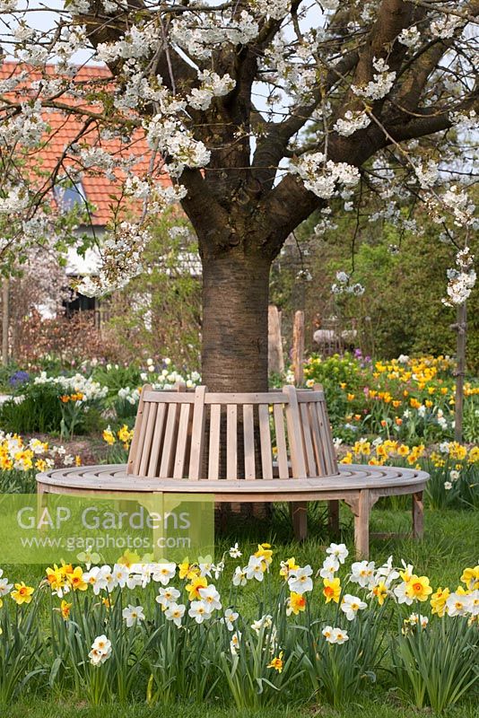 Banc circulaire entourant un cerisier en fleur, jonquilles plantant en cercle - Jardin Imig-Gerold