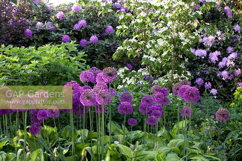 Hosta, Allium 'Globemaster' et Cornus kousa 'Teutonia' - Jardin Imig-Gerold