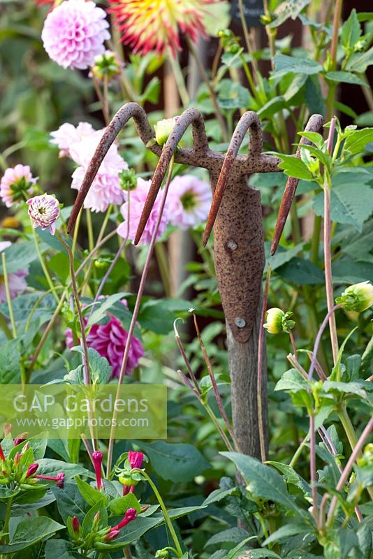 Ancien outil de jardinage utilisé comme décoration dans le parterre de Dahlias - Marx Garden