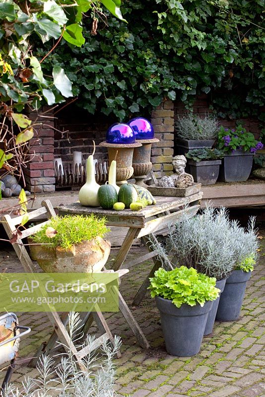 Table et chaises en métal sur terrasse décorée de citrouilles et courges, avec des pots de Heuchera 'Marmelade au citron vert' et Helichrysum italicum - Huys en Hof